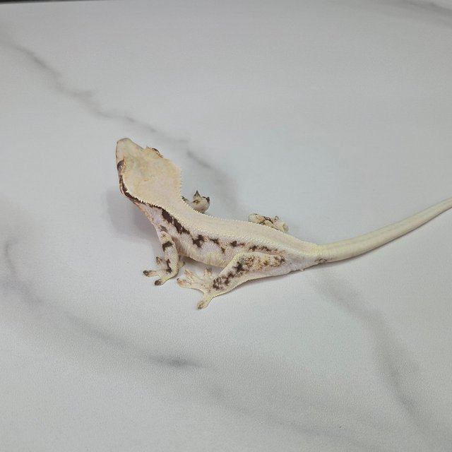 릴리화이트 솔리드백 트라이