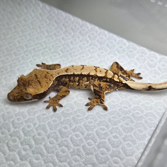 트라이 익스트림할리퀸