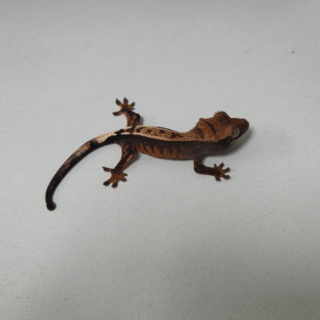 세이블 100%헷아잔틱