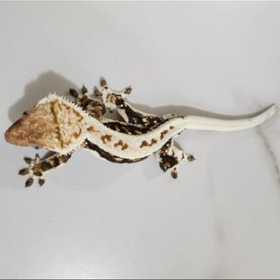 크라운