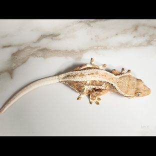 바오