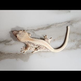 47번