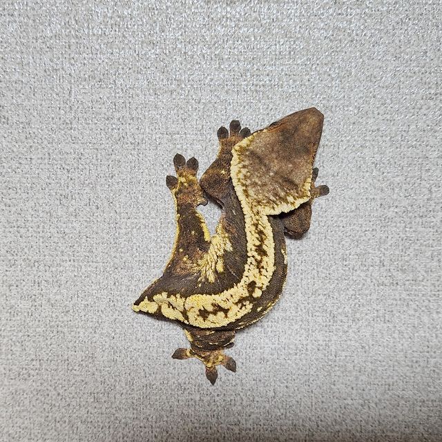 슈퍼스트라이프