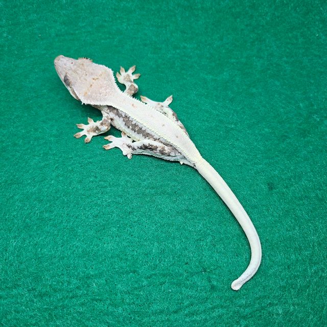 릴리화이트 레이지