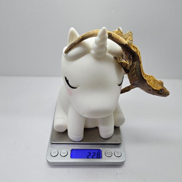 플레임 텐저린