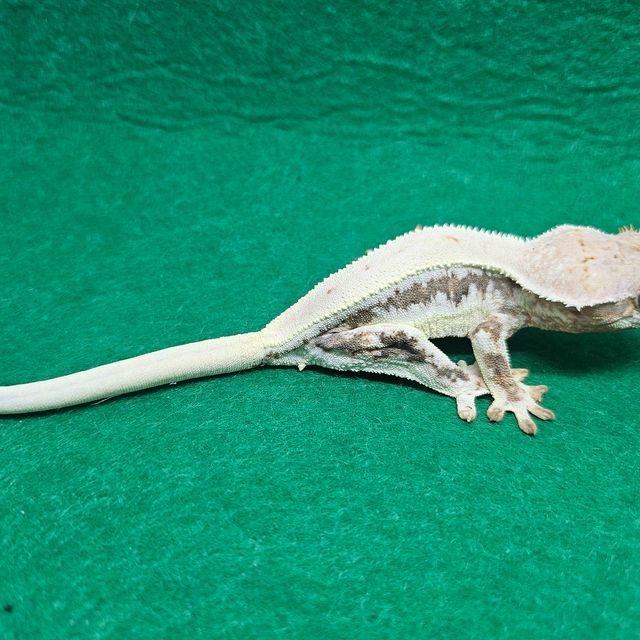 릴리화이트 레이지