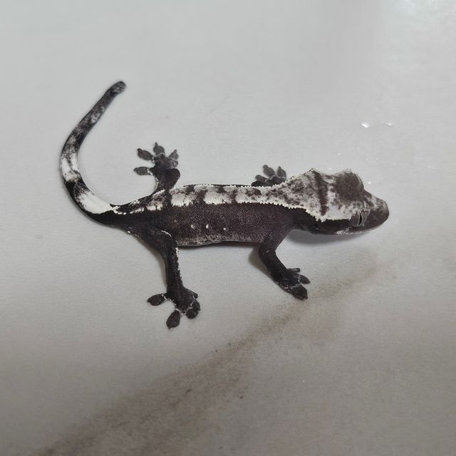 아잔틱 다크