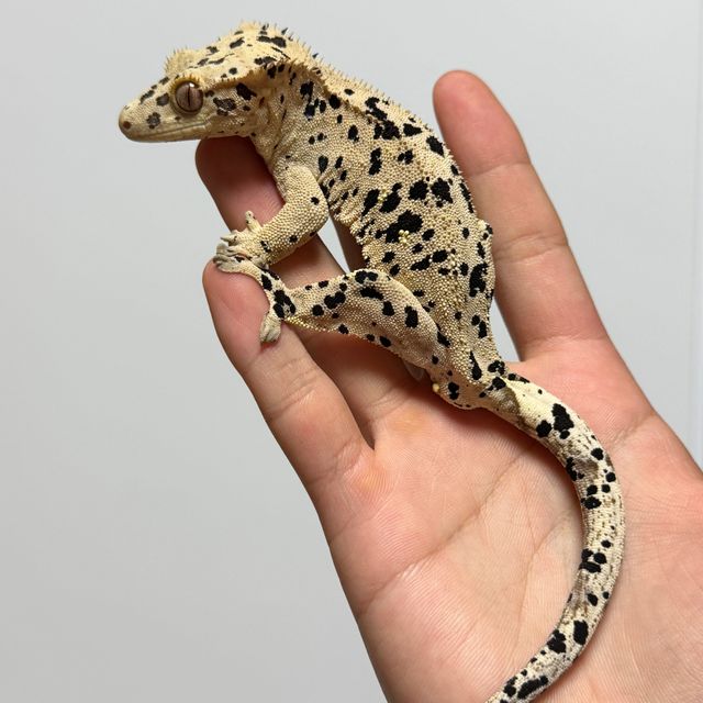 슈퍼달마시안