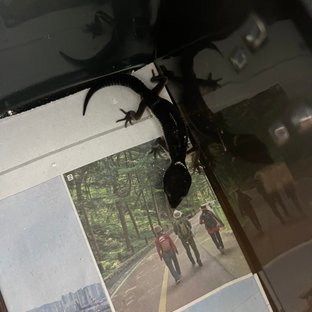 스노우 블랙나이트