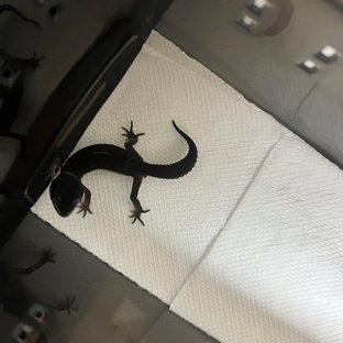 스노우 블랙나이트