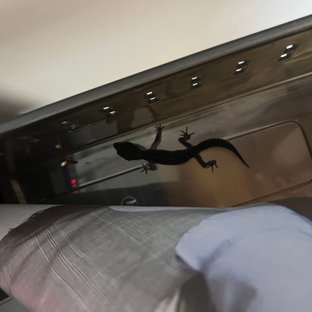 블랙나이트