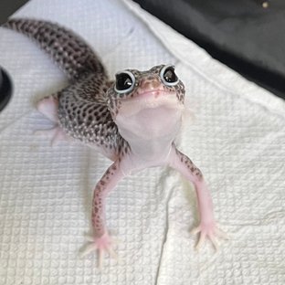 슈퍼스노우 블랙나이트