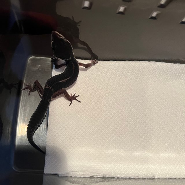 스노우 블랙나이트