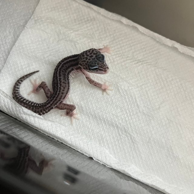 슈퍼스노우 블랙나이트