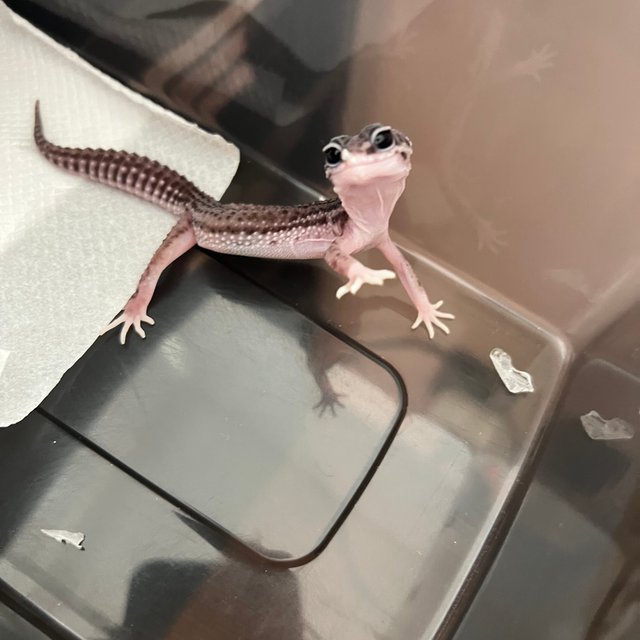 슈퍼스노우 블랙나이트