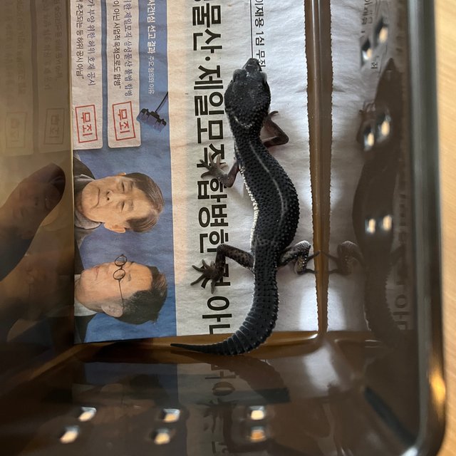 스노우 블랙나이트