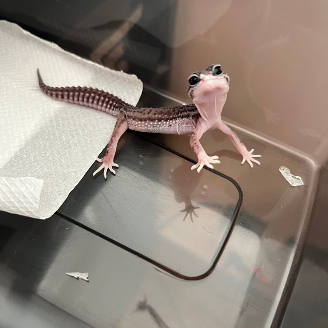 슈퍼스노우 블랙나이트