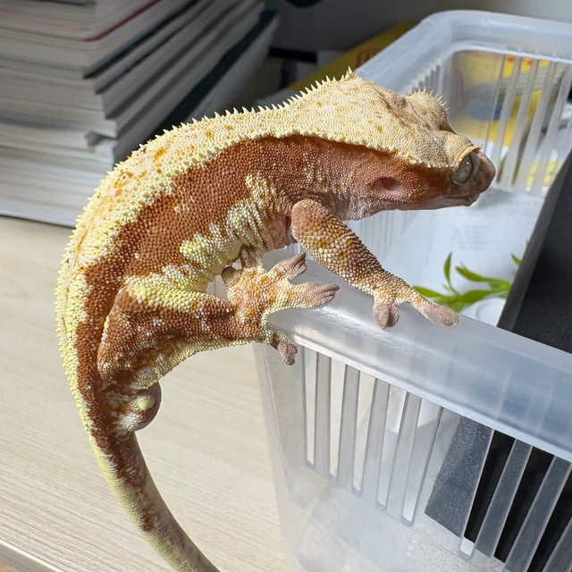 레드 릴리화이트