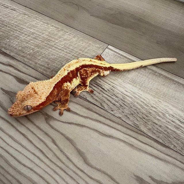 레드 릴리화이트