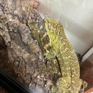 리버만 트루 컬러