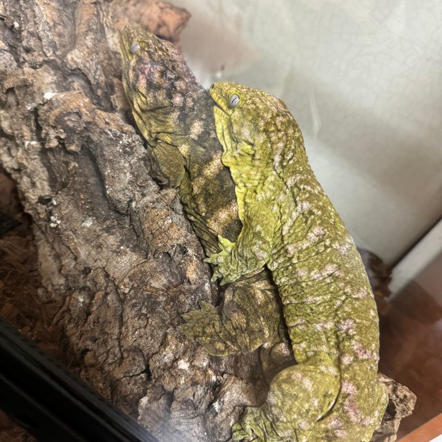 리버만 트루 컬러