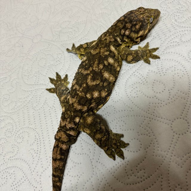 리버만 트루 컬러