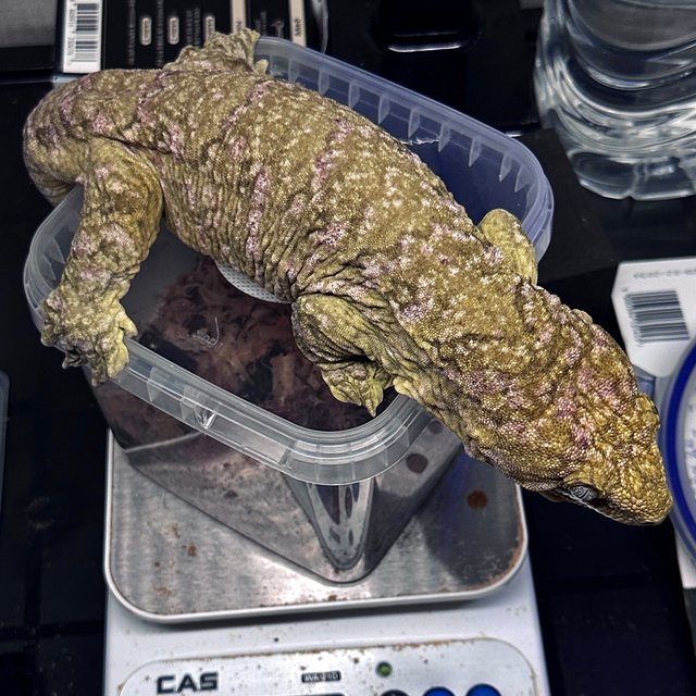 리버만 트루 컬러