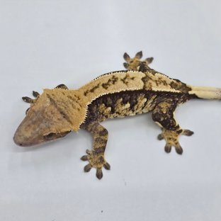 트라이 익스트림할리퀸