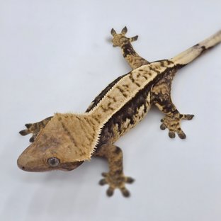 핀스트라이프 트라이 익스트림할리퀸