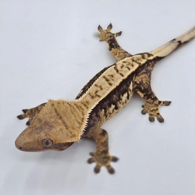 핀스트라이프 트라이 익스트림할리퀸