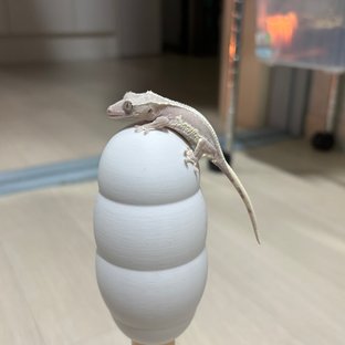 애쉬