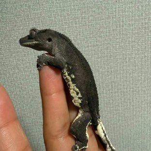 와이즈부개체