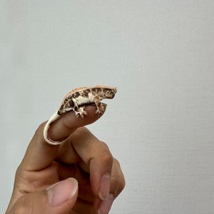따옴