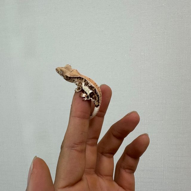 릴리화이트 트라이 익스트림할리퀸