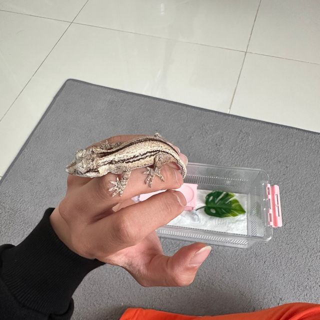 노멀