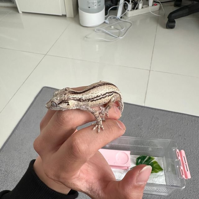 노멀