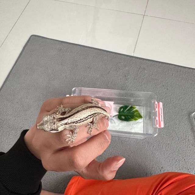 노멀