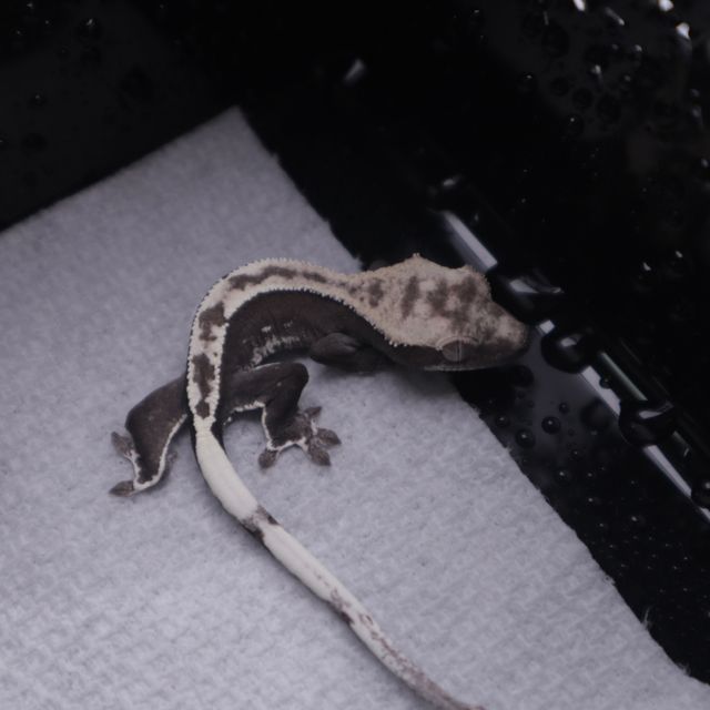 아잔틱