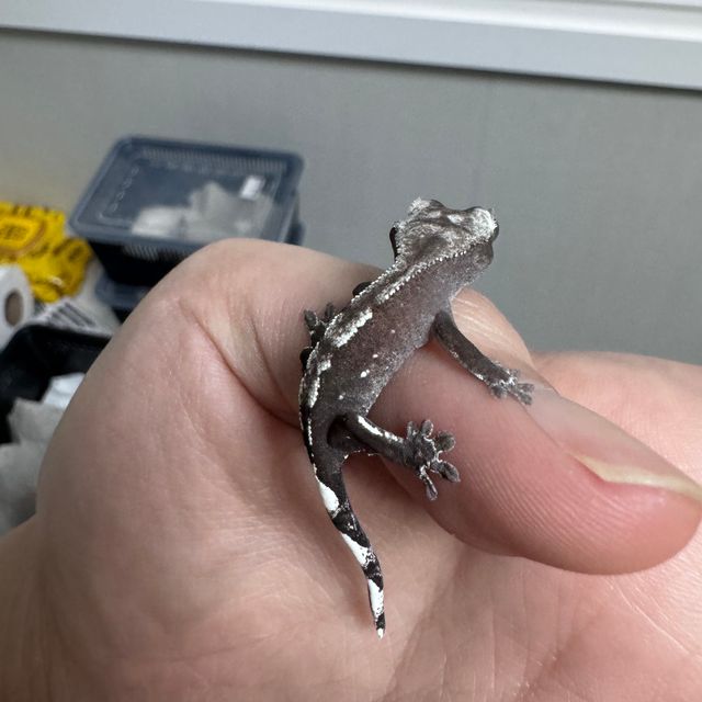 아잔틱
