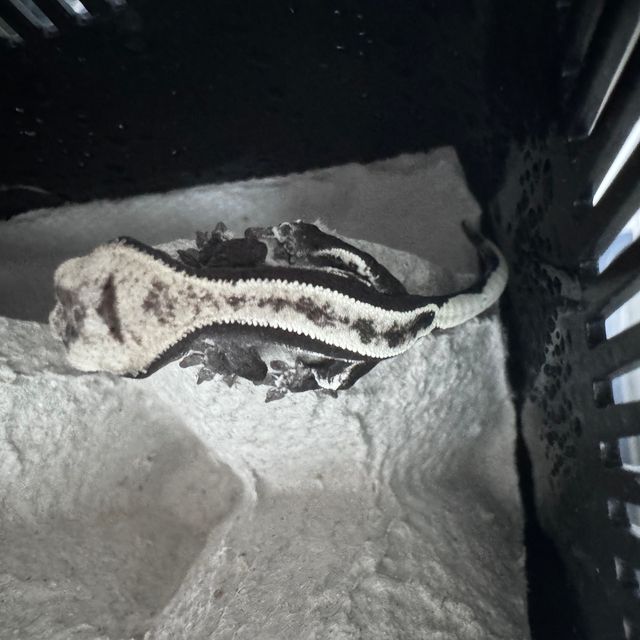 아잔틱
