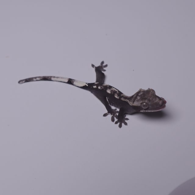 아잔틱