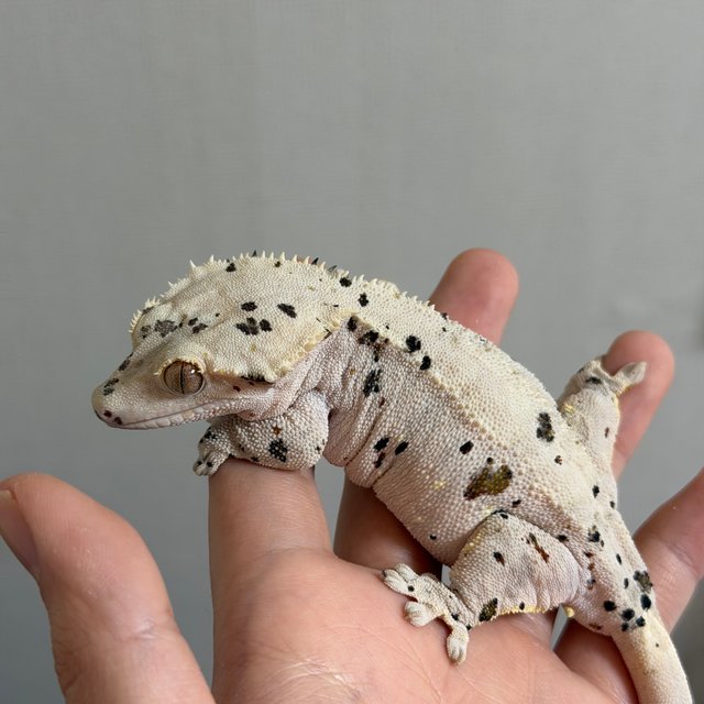 슈퍼달마시안 화이트포트홀