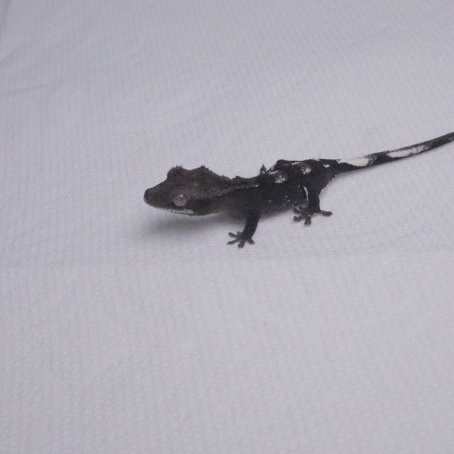 아잔틱