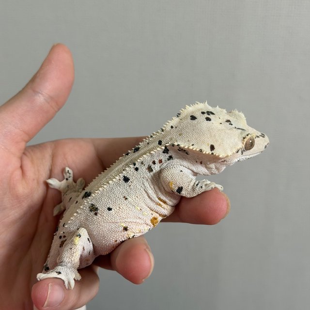 슈퍼달마시안 화이트포트홀