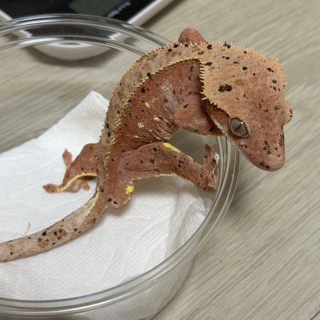 레드 슈퍼달마시안