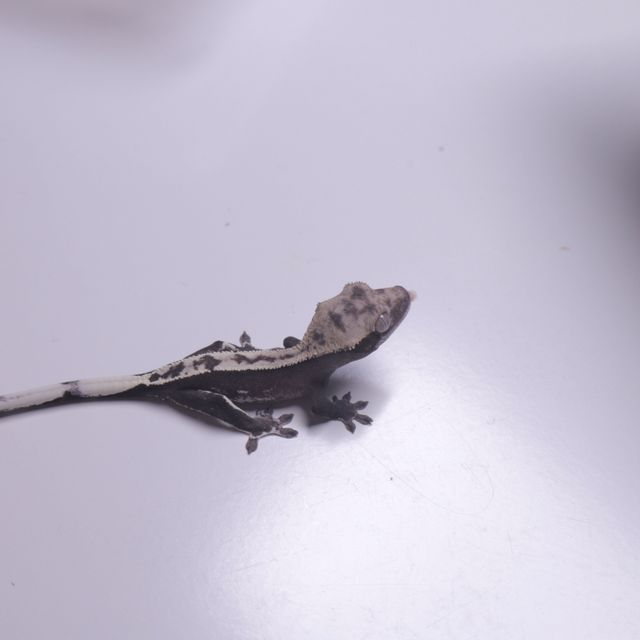아잔틱