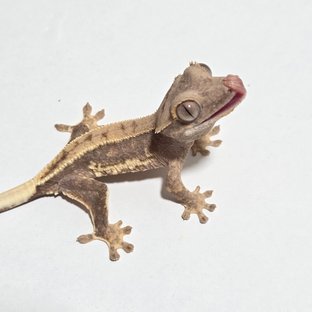 릴리화이트 노멀