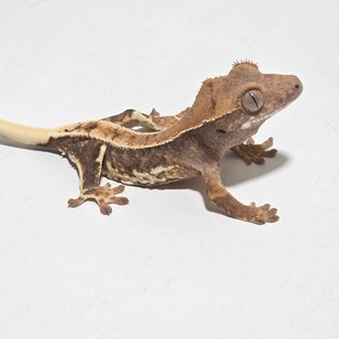 노멀 릴리화이트