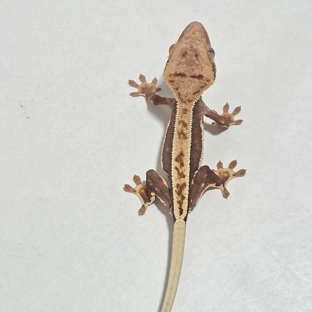 릴리화이트 엠티백