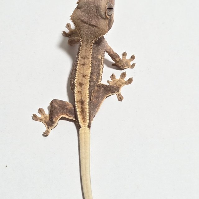 릴리화이트 노멀